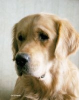 Sarliportreekodukale-medium-init-