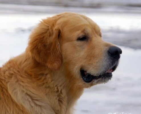 carlo portree 02 kodu