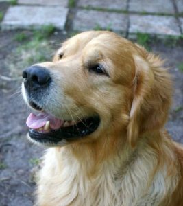 carlo portree 05.08-3A