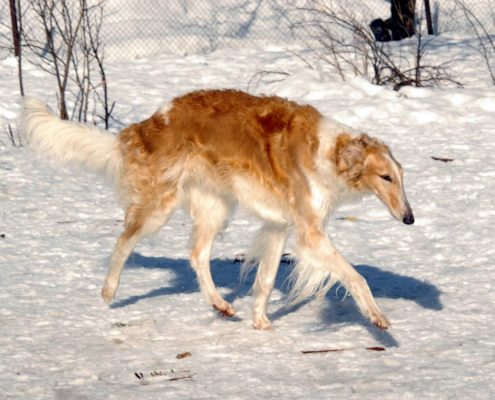 Kamilla on hakanud ka end retriiveriks pidama