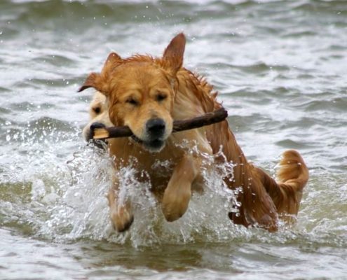 kodukale carlo hüpe veest