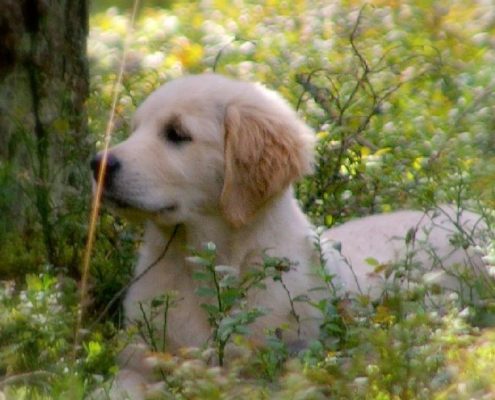 rhyanna metsas 3 kodu