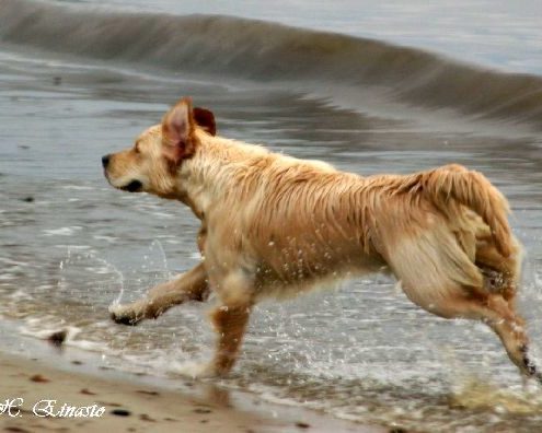 rianna vees 12 jookseb