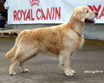 sarli 08P Luige 08.09.12