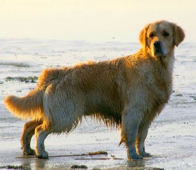 sarli valvel 02 kodu