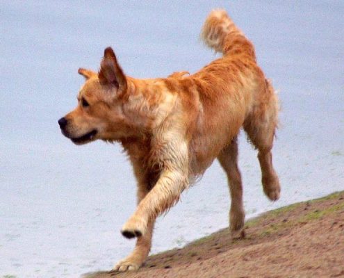 timpa jooks jõe ääres