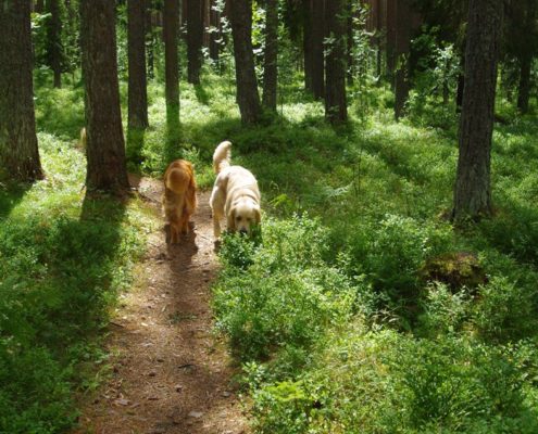 Freddy 3 koos Alviniga