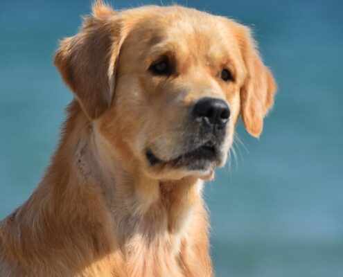 120528032_1653040998203395_6157196693707748941_n