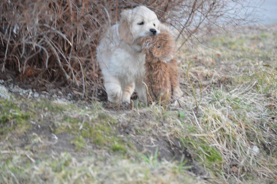 Kutsika testimine karvase dummyga
