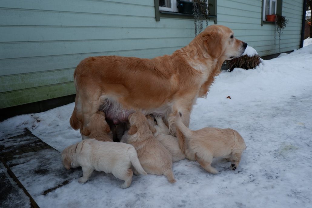 Suusi 4-nädalased kutsikad