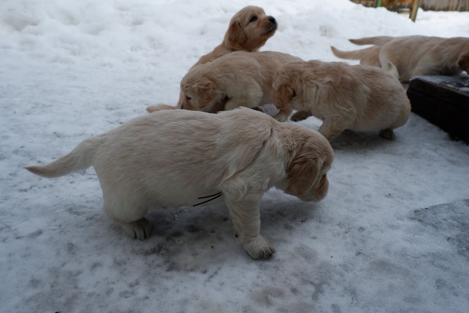 Suusi 4-nädalased kutsikad