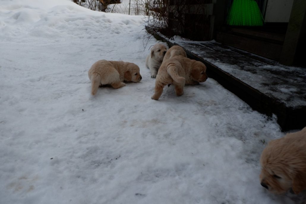 Suusi 4-nädalased kutsikad