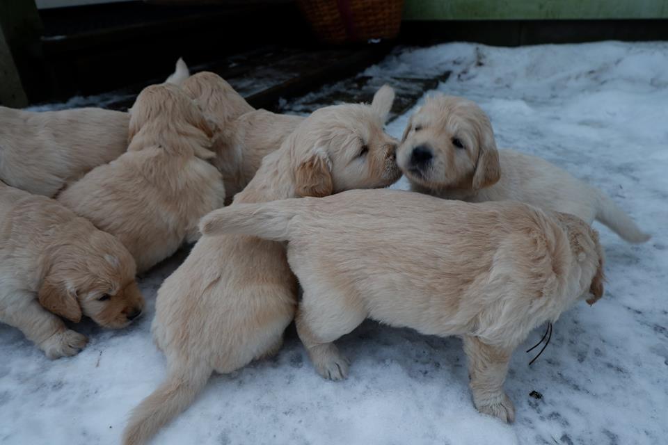 Suusi 4-nädalased kutsikad