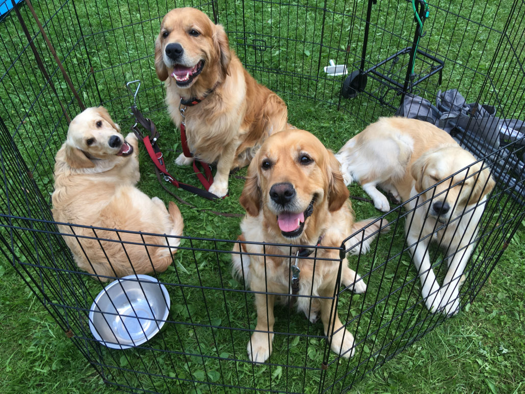 Our happy show team in Lithuania