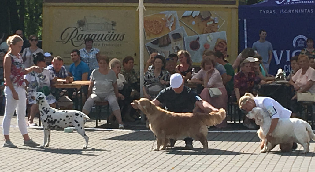 RK Kernow Viviana in best veteran competition