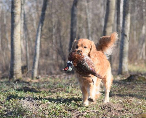 Olimar jahikoolitusel