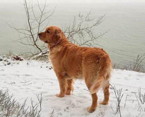 Ringokris 02 Ringokris Melian Orellana 2018