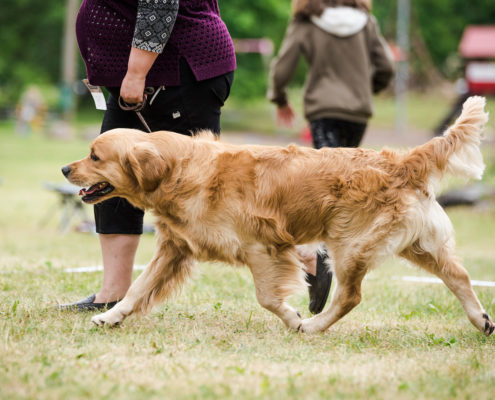olku jookseb 2018 kevad