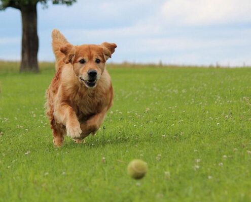 185834543_1833910086783151_6117901883262556387_n