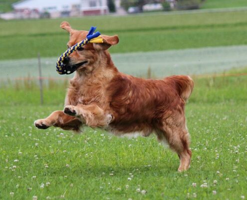 185955800_1833910136783146_5504133775276122750_n